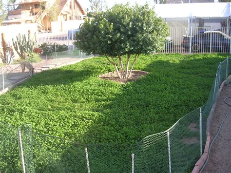Find out about smart hedges here. Pin on Yard--clover & grass seeds