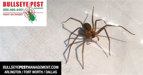 Brown Recluse Pest Control With Bullseye Pest Management Bullseye