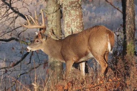 Georgia Deer Hunting Season Dates License Requirements And Outlook ⋆