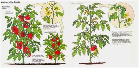 Mid Sun Community Garden Blog Tomato 101 What To Do With