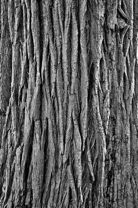 Tree Bark Pattern Rough Free Photo On Pixabay Pixabay