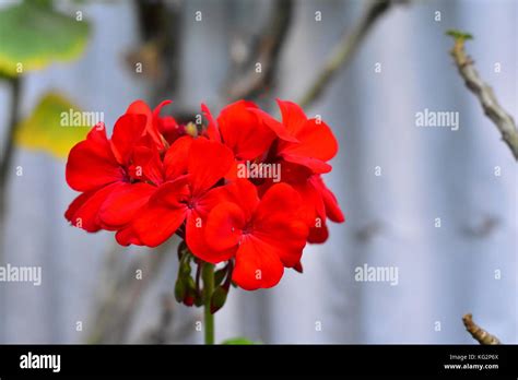 Flowers And Green Trees Stock Photo Alamy