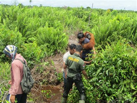 Pulau Pohon Bisa Pulihkan Keanekaragaman Hayati Di Perkebunan Kelapa