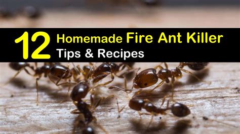 Do it yourself ant killer for outdoors. 12 Do-It-Yourself Fire Ant Killer Recipes that Work