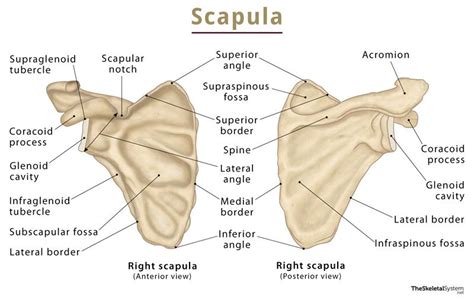 Scapula Shoulder Blade Anatomy Location And Labeled Diagram 2023
