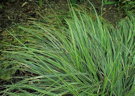 Japanese Grass Sedge Carex Morrowii Variegata In The Sedges Database