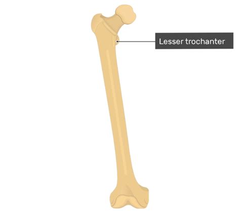 Femur Anatomy And Labeled Diagram Getbodysmart