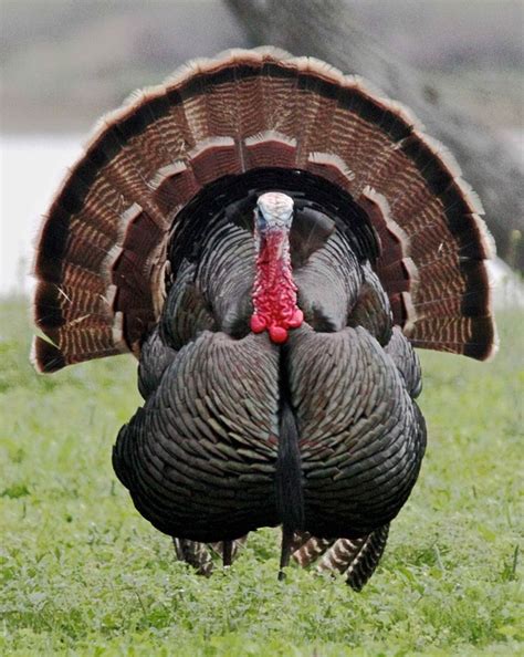 The North American Wild Turkey Heartclosetblog