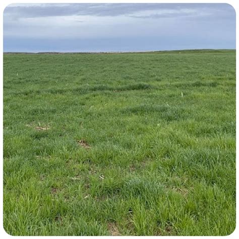 Planting Quality Pasture Grass Seed