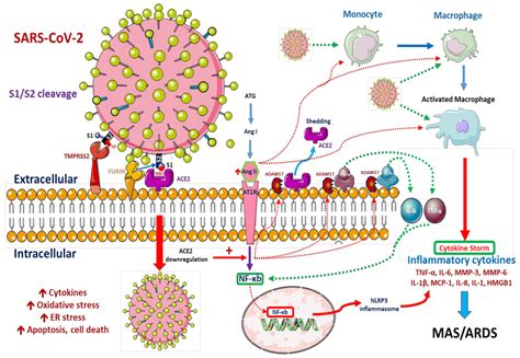 Ijms Free Full Text Immunological Aspects Of Sars Cov Infection