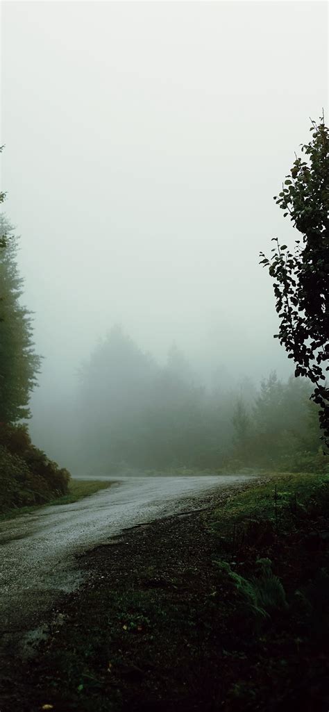 Foggy Street With Trees On Sides Iphone Wallpapers Free Download