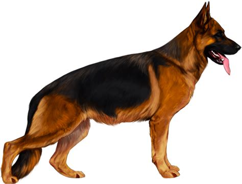 German Shepherd Png Clipart Background Hd Png Play