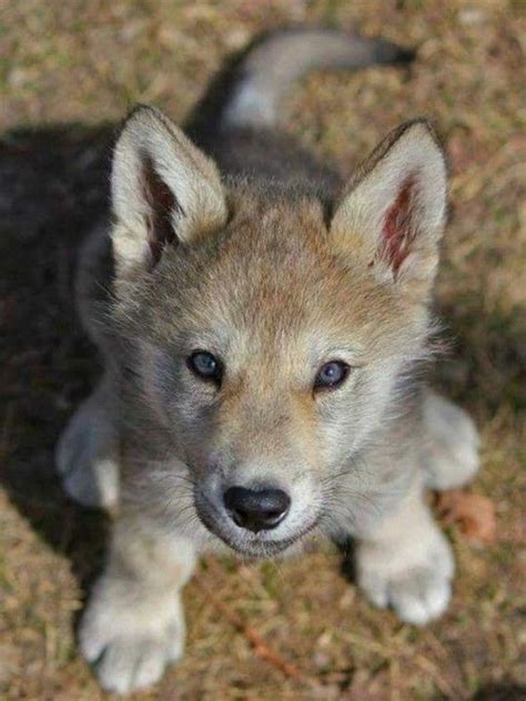 Hi My Name Is Angie 😊🐺💖 Baby Wolves Cute Dogs Wolf Spirit Animal
