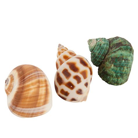 Those big eyes and their peekaboo glances, the curious antennae, the skittish scampering. All Living Things® Decorative Hermit Crab Shell | reptile Habitat Décor | PetSmart