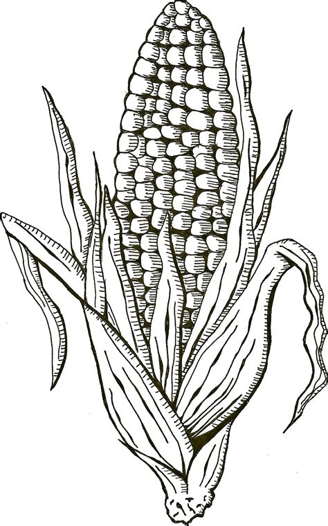 Corn By Sketch Addict On Deviantart