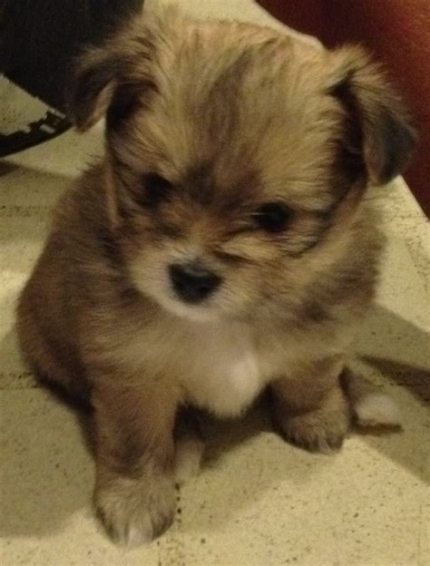 Maybe you would like to learn more about one of these? Pomeranian and shih tzu puppy | Puppies, Shih tzu puppy, Pup
