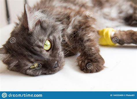 Grey Cat Lying With A Catheter In His Paw Stock Image Image Of