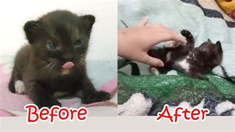 Growth Of Kittens From Birth To 3 Months Youtube