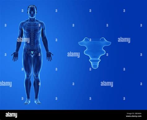 Human Coccyx High Resolution Stock Photography And Images Alamy