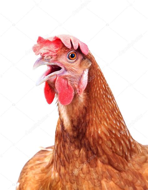 Cabeça de frango galinha choque e engraçado surpreendente isolado ba