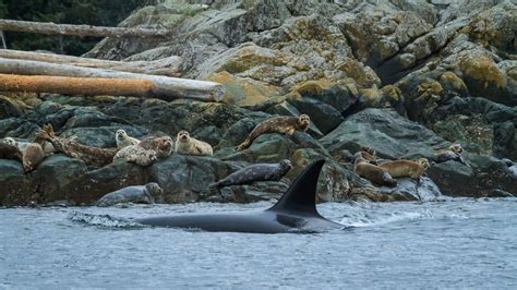 It Was A Remarkable Sight A Pod Of Transient Orcas Hunting Seals Near
