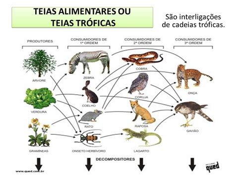 As Pirâmides Ecológicas São Representações Gráficas Das Interações Tróficas