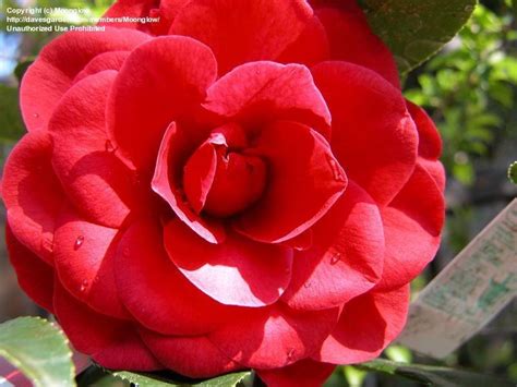 We did not find results for: PlantFiles Pictures: Common Camellia, Japanese Camellia ...