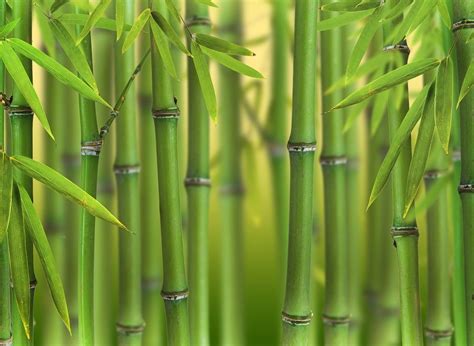 Planter Un Bambou En 2020 Bambou Bambou En Pot Comment Planter Du