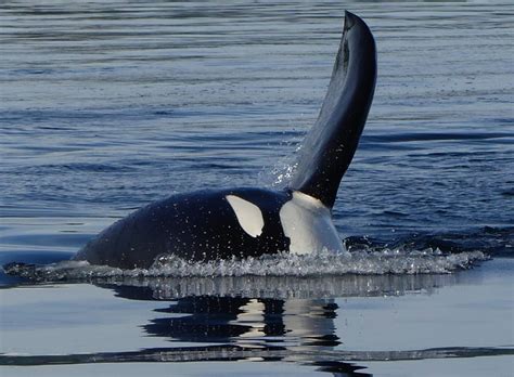 British Columbia Whale Watching Vancouver Island Orca Wildlife Viewing