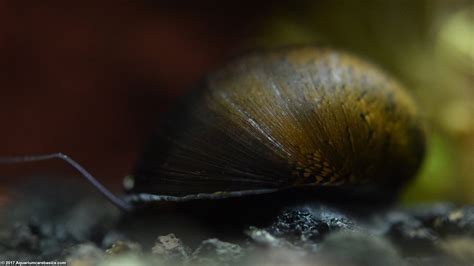 Nerite Snails