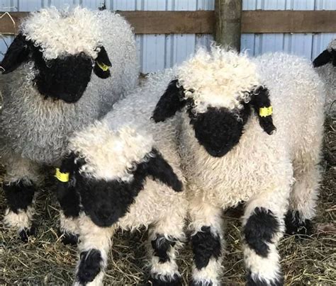 These Blacknose Sheep Are Real Eventhough They Look Like Stuffed