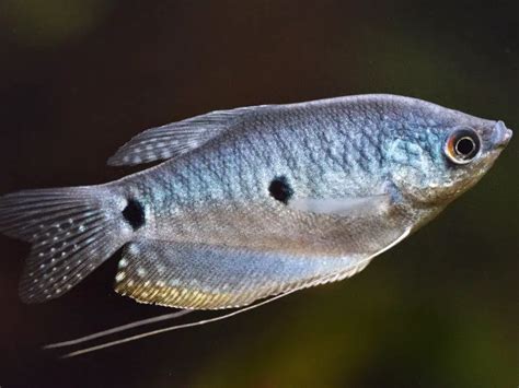 Three Spot Gourami Care Guide And Species Profile Fishkeeping World
