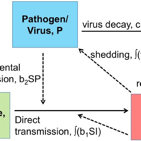 Flow Diagram For The Between Host Model S I And P Are The Variables