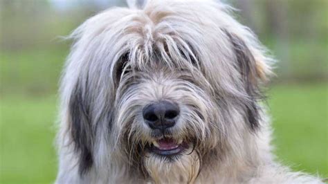 Search a wide range of information from across the web with searchonlineinfo.com. Romanian Mioritic Shepherd Dog - Price, Temperament, Life span