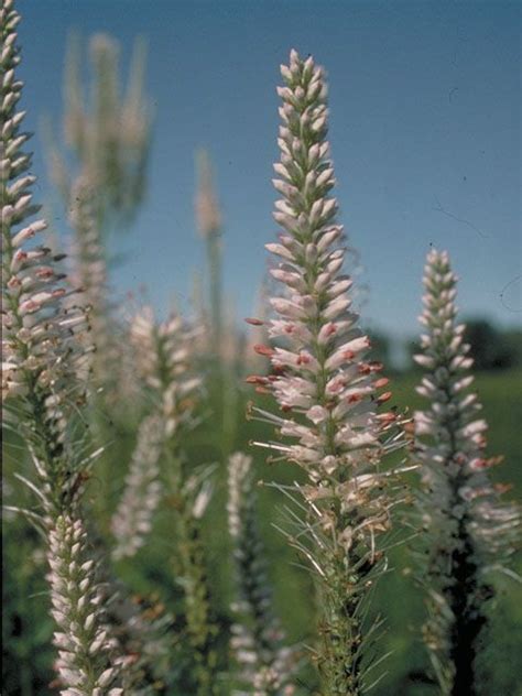 Liatris produces tall spikes of purple flowers in late summer. 29 best images about Native Perennials - Wisconsin on ...