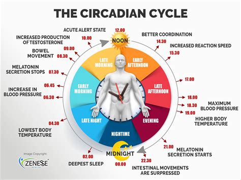 The 24 Hour Natural Circadian Sleep Rhythm Zenesse Health