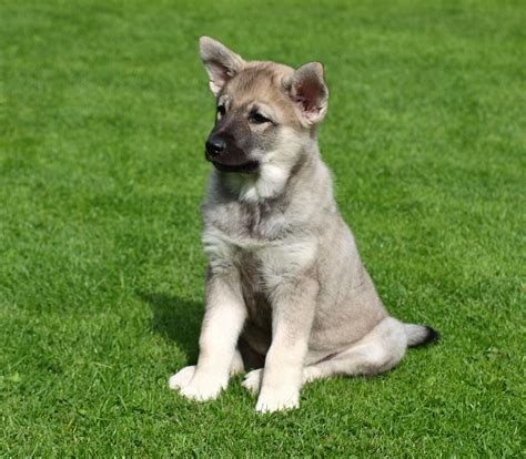 Norwegian Elkhound Info Temperament Puppies Pictures
