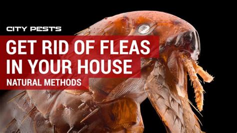 How To Get Rid Of Fleas In Your House And Yard Naturally City Pests