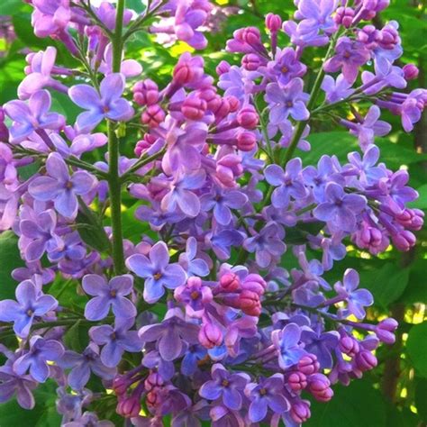 Tips On Growing Lilacs Lilac Bushes Beautiful Flowers