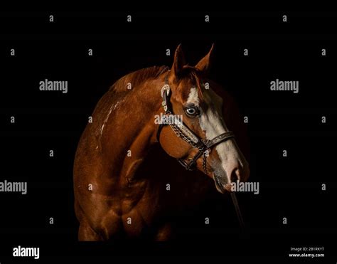 Portrait Of A Chesnut Horse With White Blaze Isolated On Black