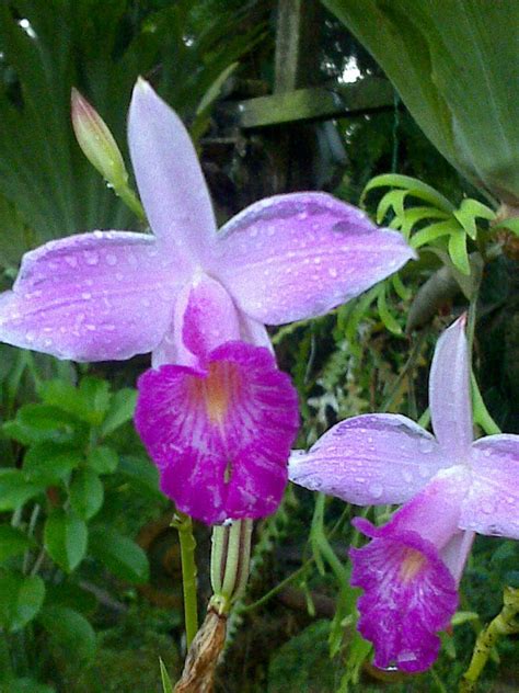 Orkid Liar Bunga Orkid Liar Orkid Tanah