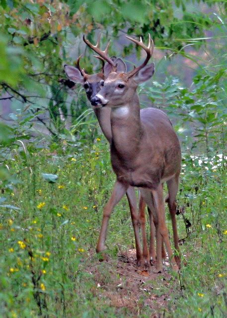Whitetail Deer Season In The Pee Dee Nwr North Carolina Flickr