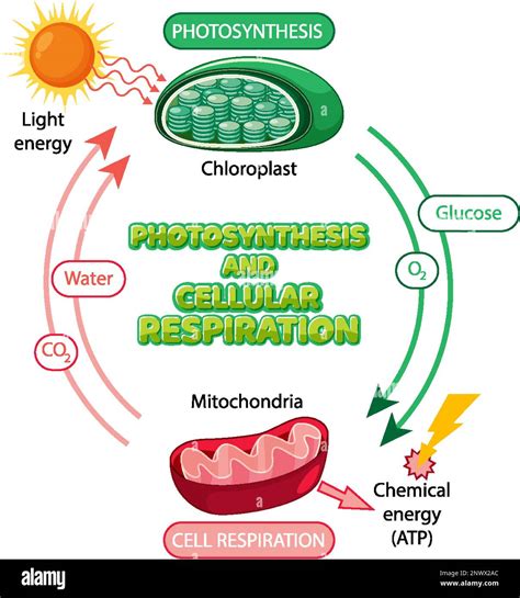 Photosynthesis And Cellular Respiration Diagram Illustration Stock