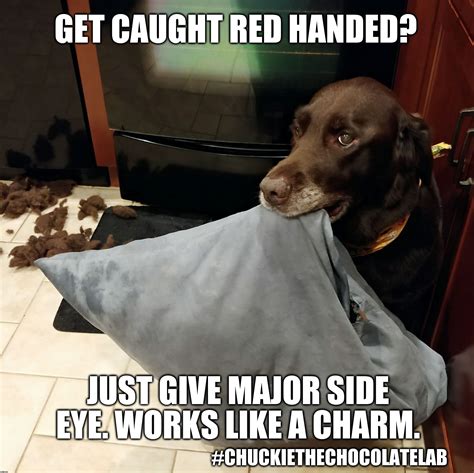 17 Hilarious Labrador Memes Guaranteed To Make You Laugh Labrador