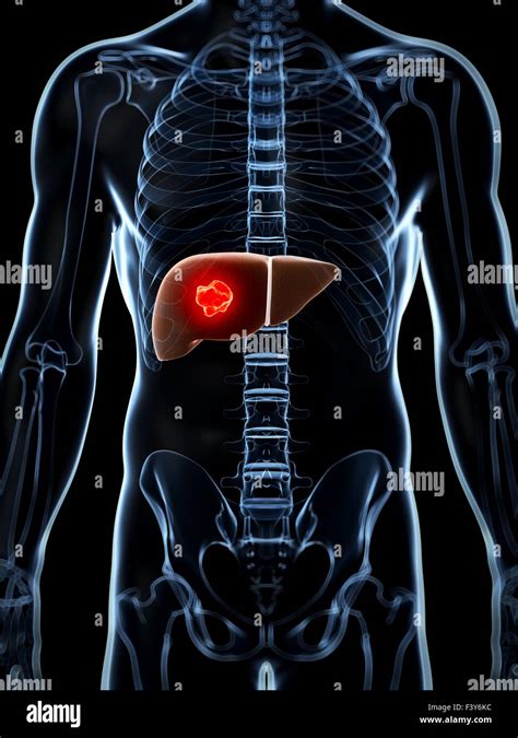3d Rendered Illustration Of The Male Liver Stock Photo Alamy