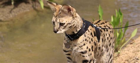 When you hear the word exotic, it may not be f1 savannah kittens is an expert savannah cat breeder. Savannah | Exotic House Cat