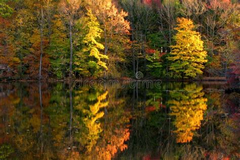 Fall Scene With Lake And Trees Autumn Reflection Fall