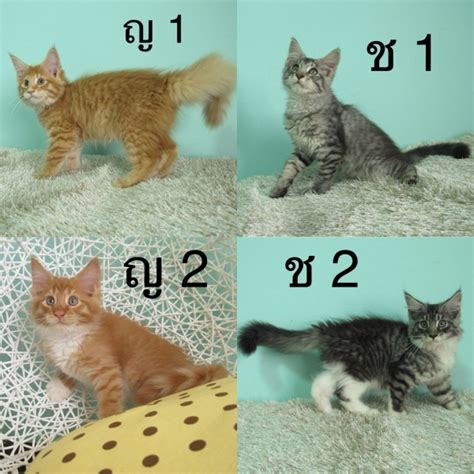 วัคซีนไอพีดี 10 สายพันธุ์ราคาประมาณ 1,700 บาท. ขาย ลูกแมวเมนคูน พ่อแม่ CFA ราคา 15,000-20,000 บาท | แคทดี ...