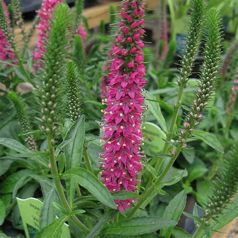 Gardening with you for 78 years —reliable, affordable and thoroughly enjoyable plants. Veronica Flowers - Flowerinfo.org