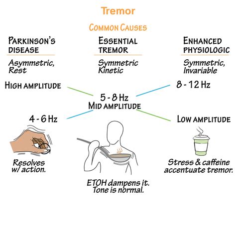 Neuroanatomy Glossary Tremors Draw It To Know It